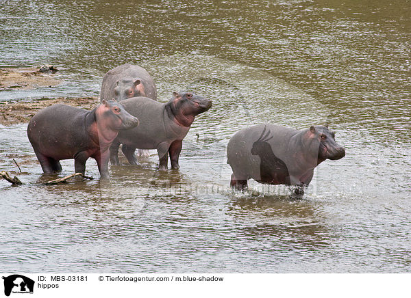 Flusspferde / hippos / MBS-03181