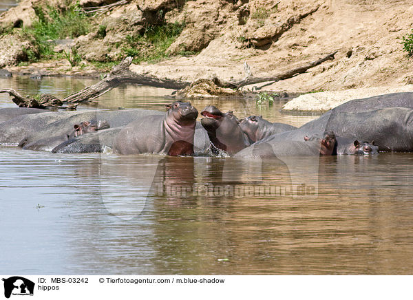 Flusspferde / hippos / MBS-03242