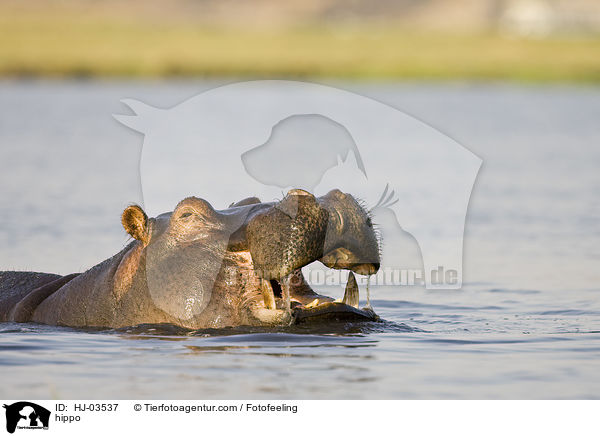 Flusspferd / hippo / HJ-03537