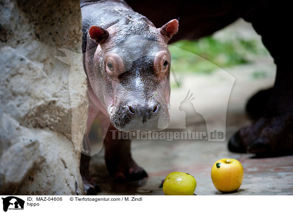 Flusspferd / hippo / MAZ-04606