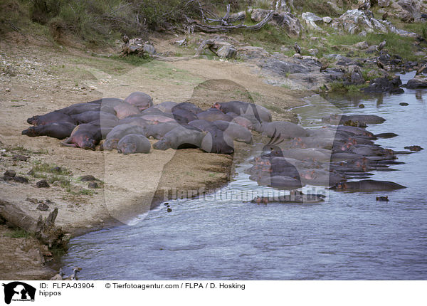Flusspferde / hippos / FLPA-03904