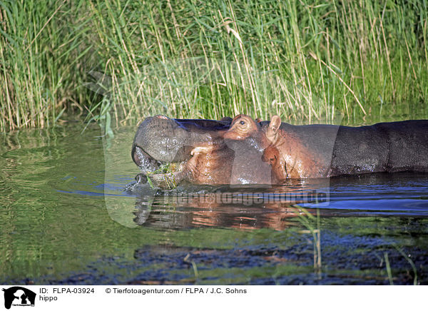 Flusspferd / hippo / FLPA-03924