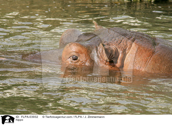 Flusspferd / hippo / FLPA-03932