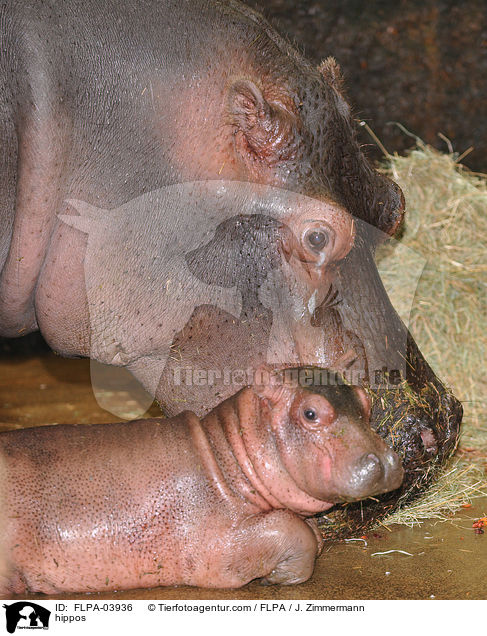 Flusspferde / hippos / FLPA-03936