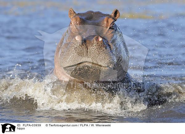 Flusspferd / hippo / FLPA-03939