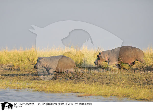 Flusspferde / hippos / FLPA-03949