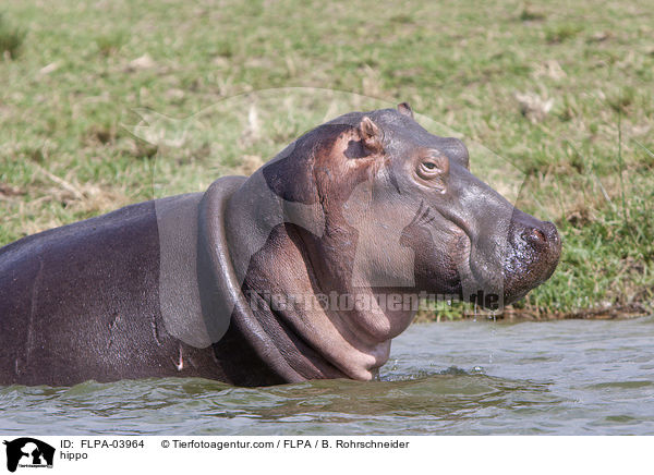 Flusspferd / hippo / FLPA-03964