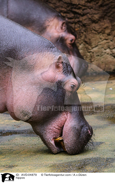 Flusspferde / hippos / AVD-04879