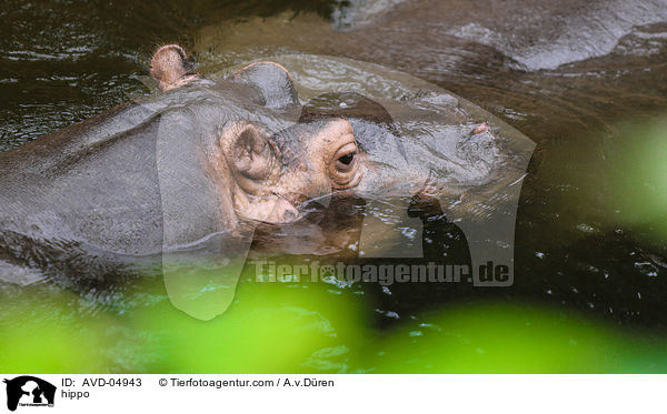 Flusspferd / hippo / AVD-04943