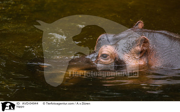Flusspferd / hippo / AVD-04944