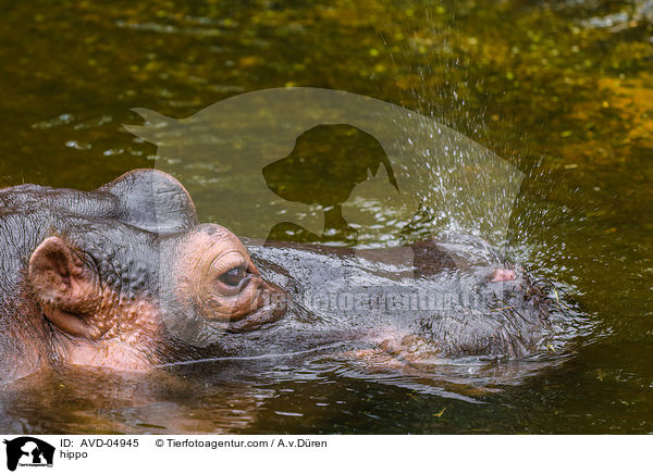 Flusspferd / hippo / AVD-04945