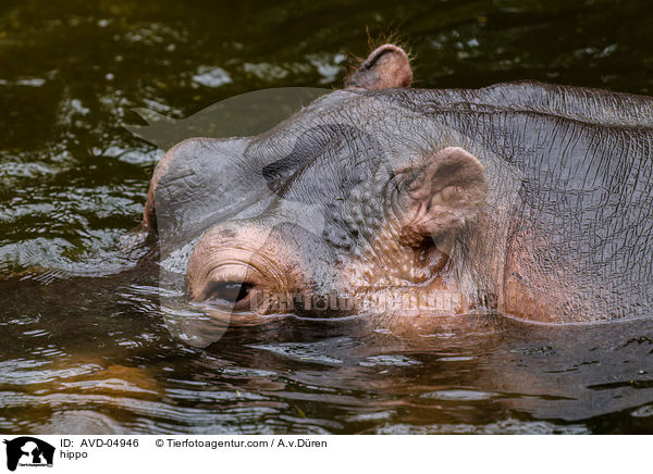 Flusspferd / hippo / AVD-04946