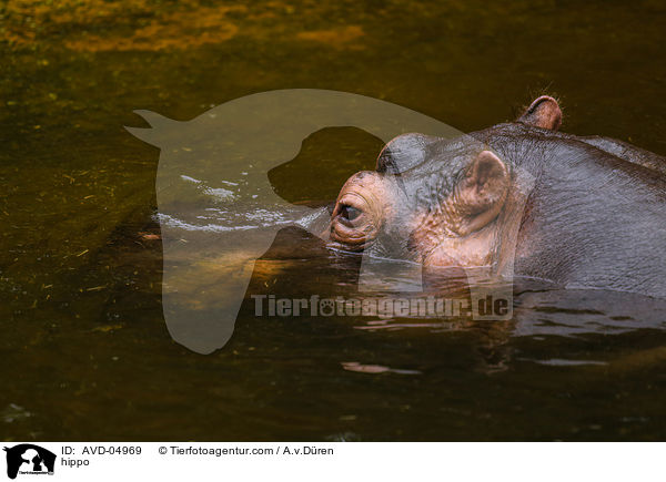 Flusspferd / hippo / AVD-04969