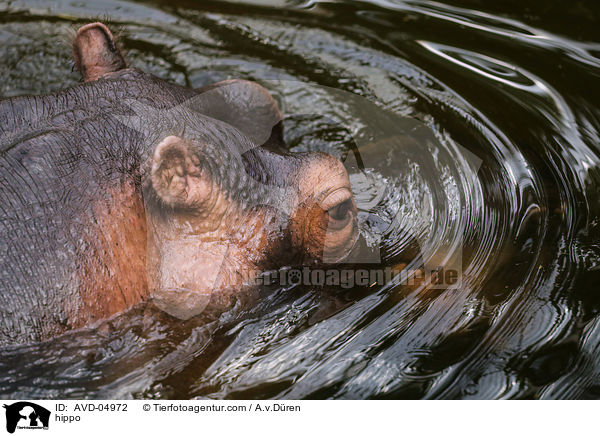 Flusspferd / hippo / AVD-04972