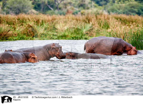 Flusspferde / hippos / JR-01936