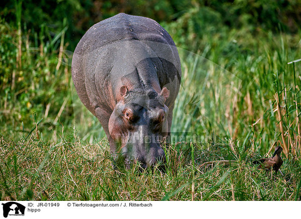 Flusspferd / hippo / JR-01949
