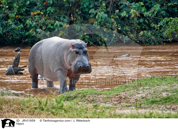 hippo / JR-01959