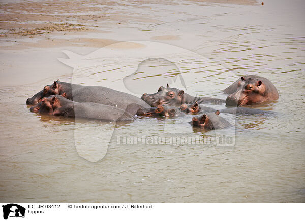 Flusspferde / hippos / JR-03412