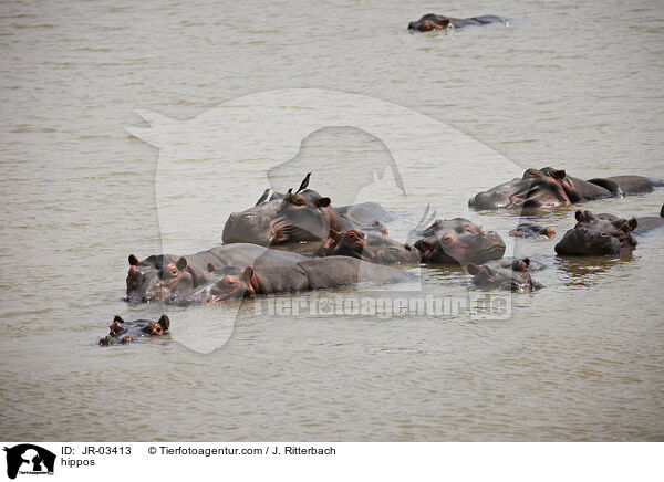 Flusspferde / hippos / JR-03413