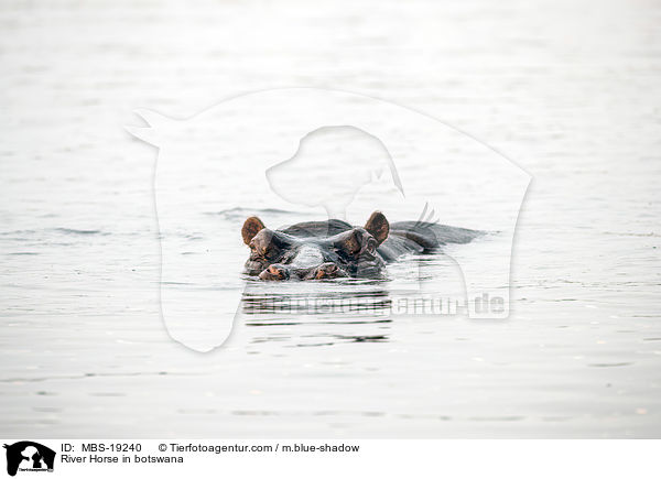 River Horse in botswana / MBS-19240