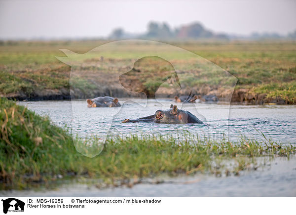 River Horses in botswana / MBS-19259