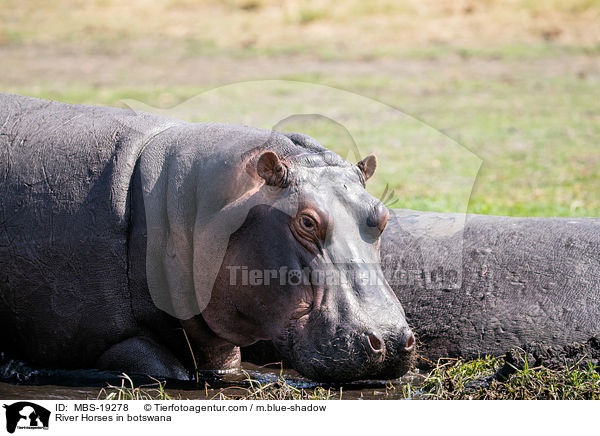 River Horses in botswana / MBS-19278