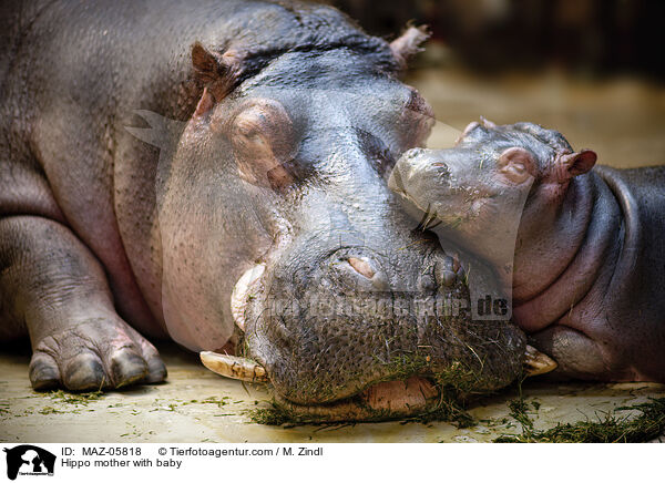 Flusspferd Mutter mit Jungtier / Hippo mother with baby / MAZ-05818