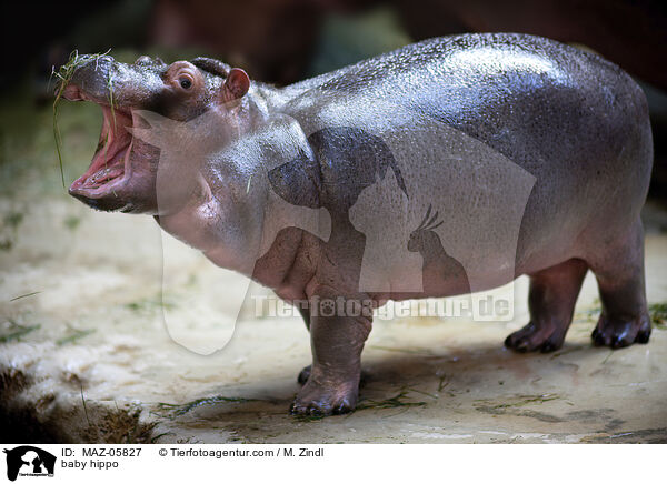 baby hippo / MAZ-05827