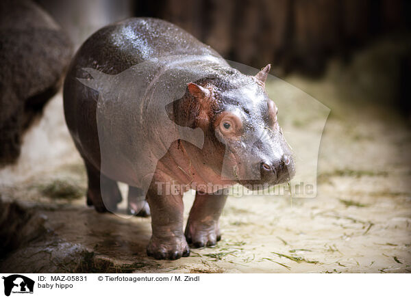 baby hippo / MAZ-05831