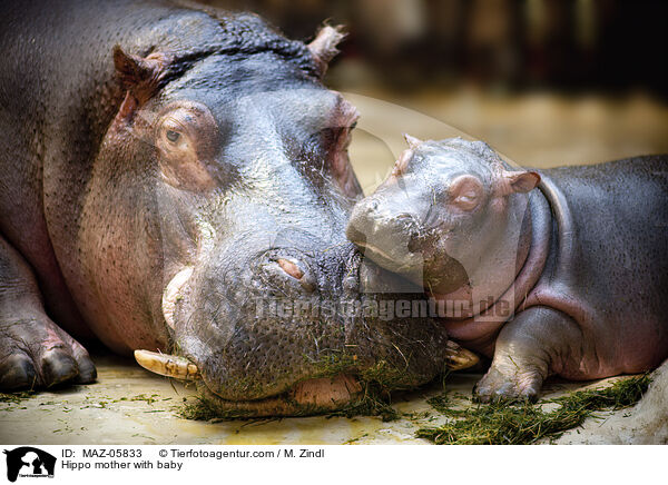 Flusspferd Mutter mit Jungtier / Hippo mother with baby / MAZ-05833