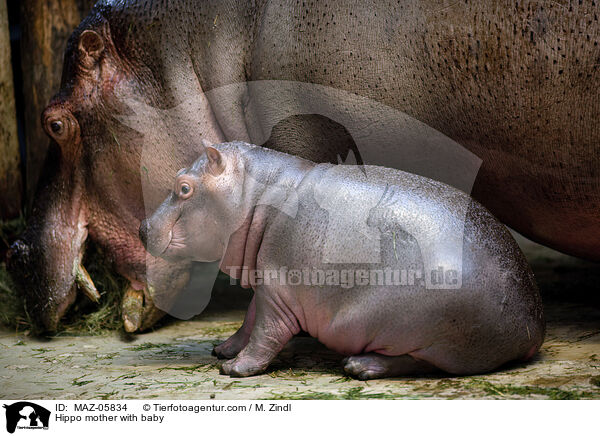 Hippo mother with baby / MAZ-05834