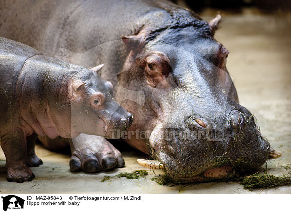 Flusspferd Mutter mit Jungtier / Hippo mother with baby / MAZ-05843