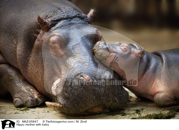 Flusspferd Mutter mit Jungtier / Hippo mother with baby / MAZ-05847