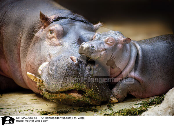 Hippo mother with baby / MAZ-05848