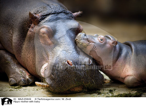 Hippo mother with baby / MAZ-05849