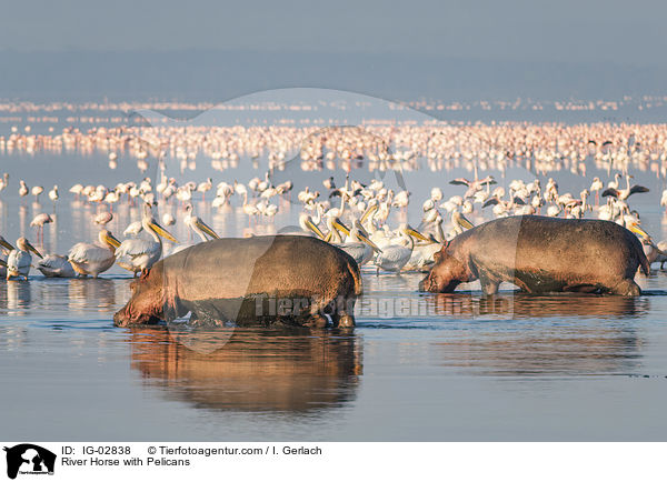 River Horse with Pelicans / IG-02838