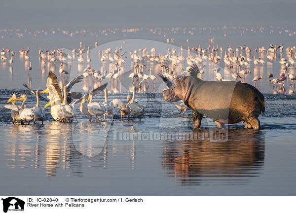 River Horse with Pelicans / IG-02840
