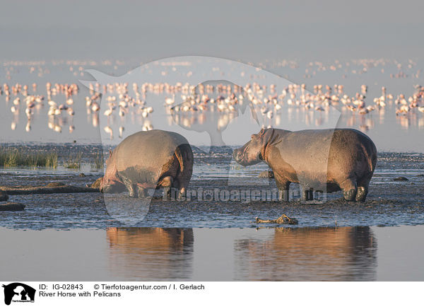 River Horse with Pelicans / IG-02843