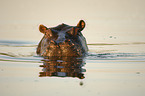 hippo