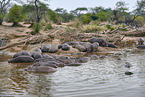 hippos