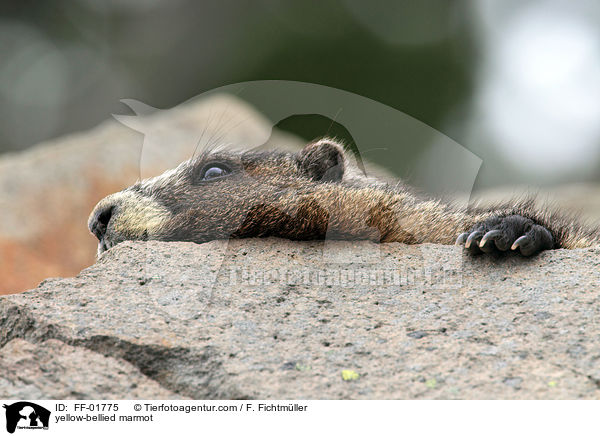 yellow-bellied marmot / FF-01775