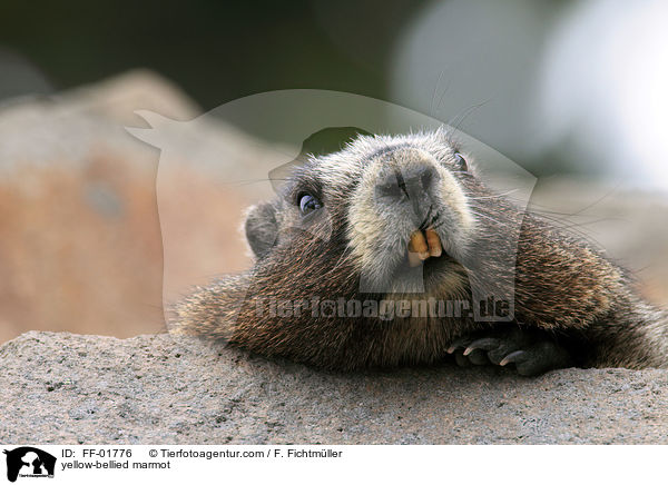 yellow-bellied marmot / FF-01776