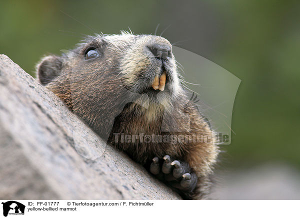 yellow-bellied marmot / FF-01777