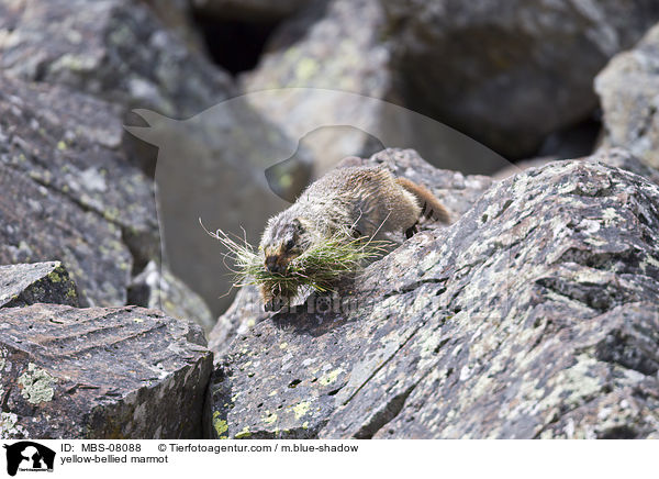 yellow-bellied marmot / MBS-08088