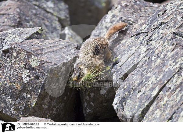 yellow-bellied marmot / MBS-08089