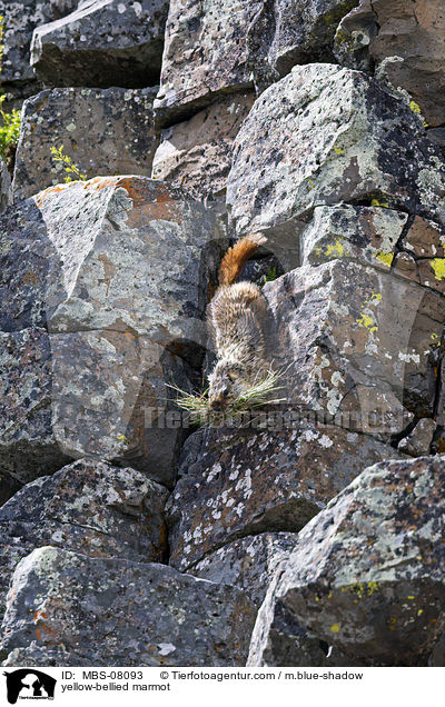 yellow-bellied marmot / MBS-08093