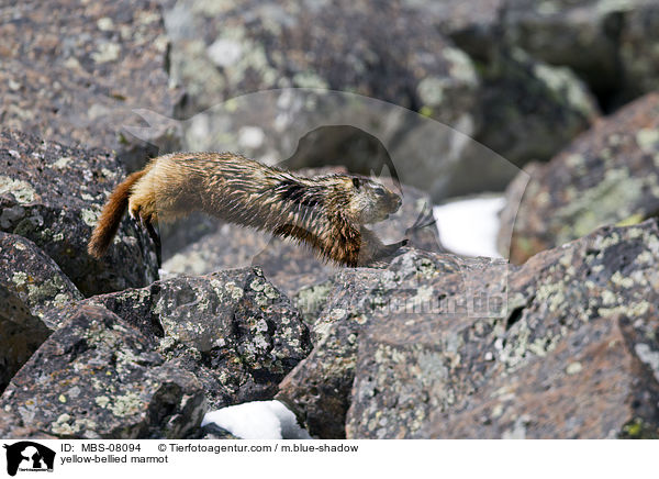 yellow-bellied marmot / MBS-08094
