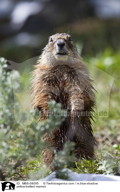 yellow-bellied marmot / MBS-08095
