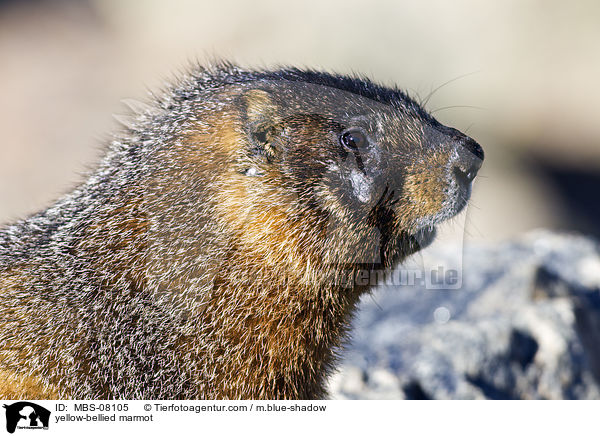 yellow-bellied marmot / MBS-08105