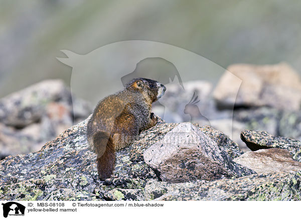 Gelbbauchmurmeltier / yellow-bellied marmot / MBS-08108
